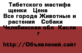  Тибетского мастифа щенки › Цена ­ 10 000 - Все города Животные и растения » Собаки   . Челябинская обл.,Касли г.